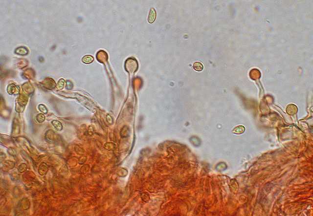 Galerina lillipuziana